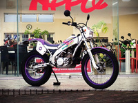 ＴＹ２５０スコティッシュ